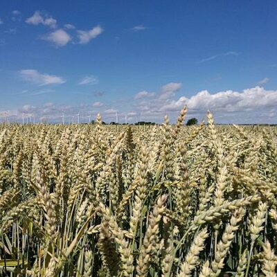 Oezdemir-gegen-laengere-Importbeschraenkung-fuer-ukrainisches-Getreide.jpg
